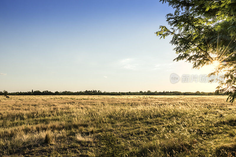 牲畜田，在潮湿的Pampa, Córdoba，阿根廷优良的天然牧场。